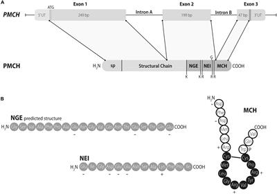 The Melanin-Concentrating Hormone (MCH) System: A Tale of Two Peptides